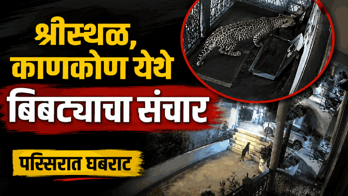 गवळीवाडा-श्रीस्थळ, काणकोण येथे बिबट्याचा संचार; घराच्या व्हरांड्यात बस्तान