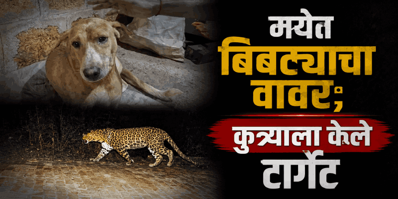 मये परिसरात बिबट्याचा वावर, कुत्र्यावर केला जीवघेणा हल्ला