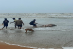 धिरयोत हरल्यानंतर पळताना समुद्रात पडून बैलाचा बुडून मृत्यू