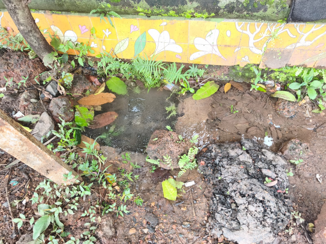 नागरिक वार्ता : वाळपई न्यायालयाजवळ जलवाहिनी फुटली; मोठ्या प्रमाणात पाण्याची नासाडी