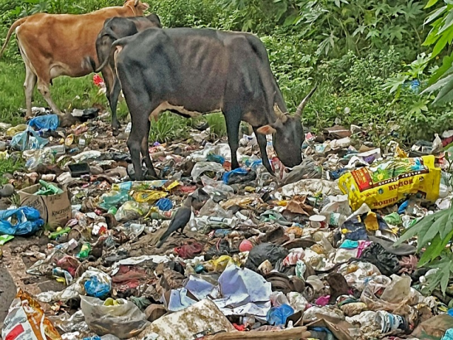 पोटात प्लास्टिक गेल्याने महिन्याला ५० गुरांचा मृत्यू