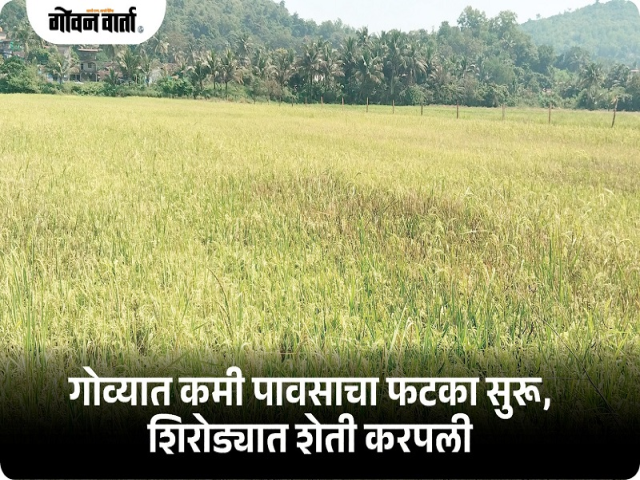 तळपण-शिरोडा येथील शेती पावसाअभावी करपली