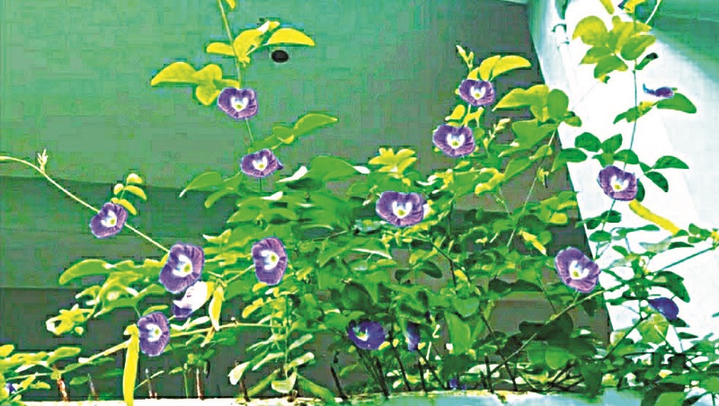 गोकर्ण