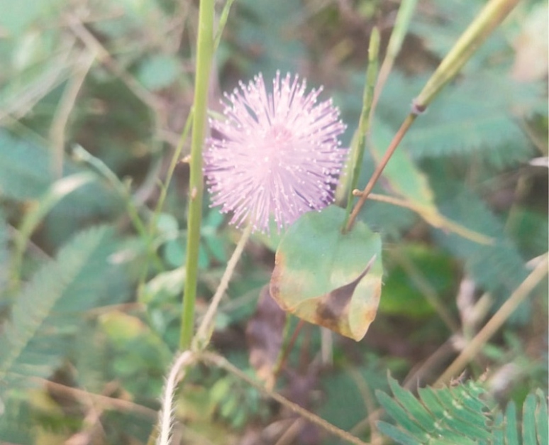 लाजून गोरीमोरी गुलाबी परी लाजरी…