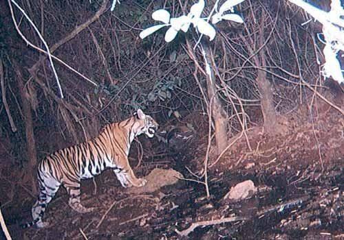 व्याघ्र क्षेत्र : आदेशाच्या  कार्यवाहीसाठी वाढली धावपळ