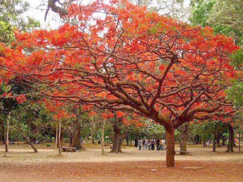 फ्लेम ऑफ फॉरेस्ट