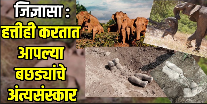 हत्तीही करतात आपल्या बछड्यांचे अंत्यसंस्कार; पण पद्धत आहे माणसांपेक्षा किंचित वेगळी