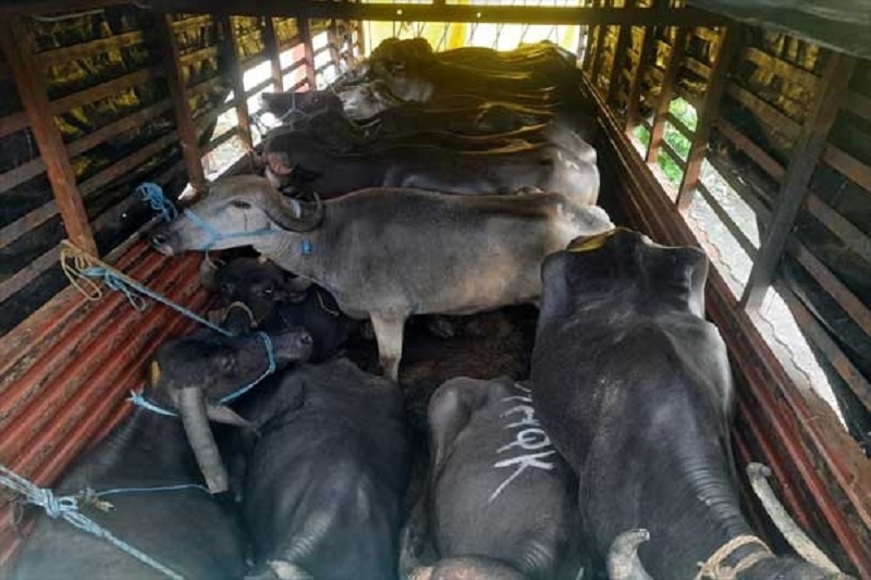 म्हशींची बेकायदा वाहतूक करणाऱ्या एकावर गुन्हा