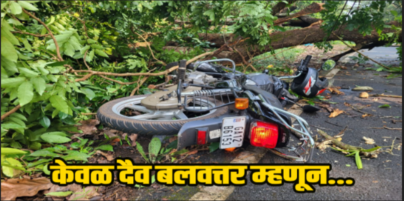 फोंडा : चालत्या दुचाकीवर कोसळले झाड; केवळ दैव बलवत्तर म्हणून वाचला चालक