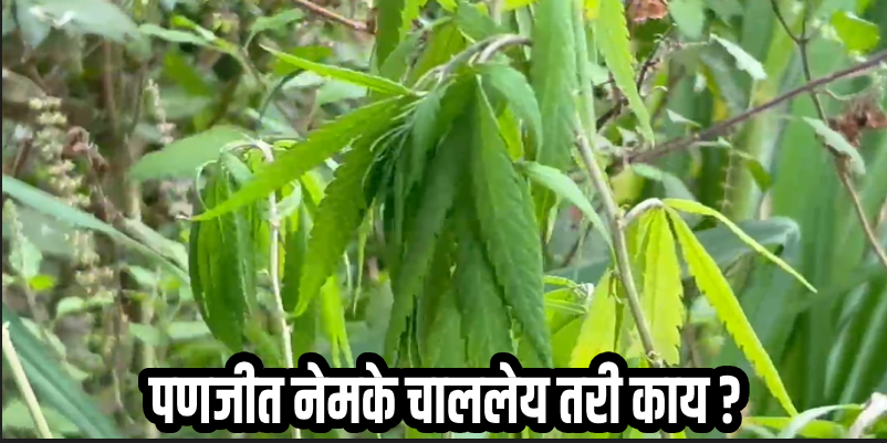 पणजी : टोंक येथे एका रेस्टॉरंटजवळ पुन्हा आढळले गांजाचे रोपटे