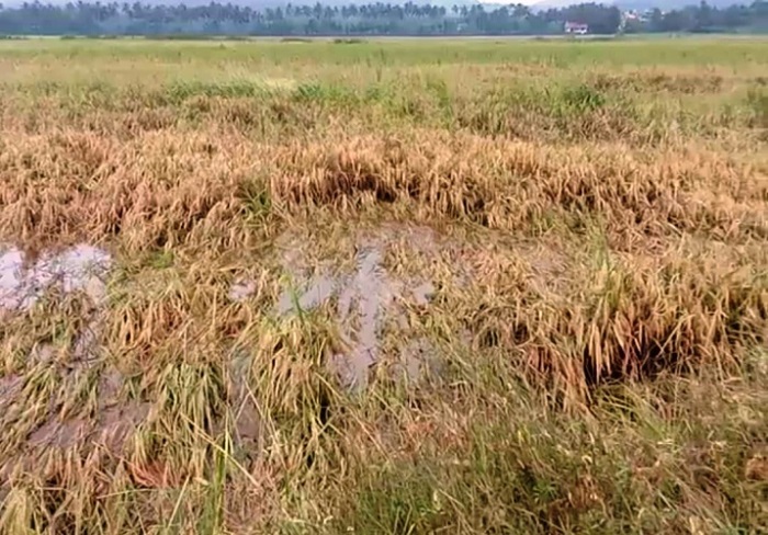 पावसामुळे झालेल्या हानीचा आकडा वाढला