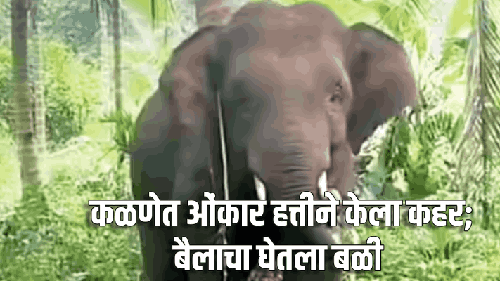 कळणेत ओंकार हत्तीची पुन्हा दहशत; हल्ल्यात बैलाचा तडफडून मृत्यू