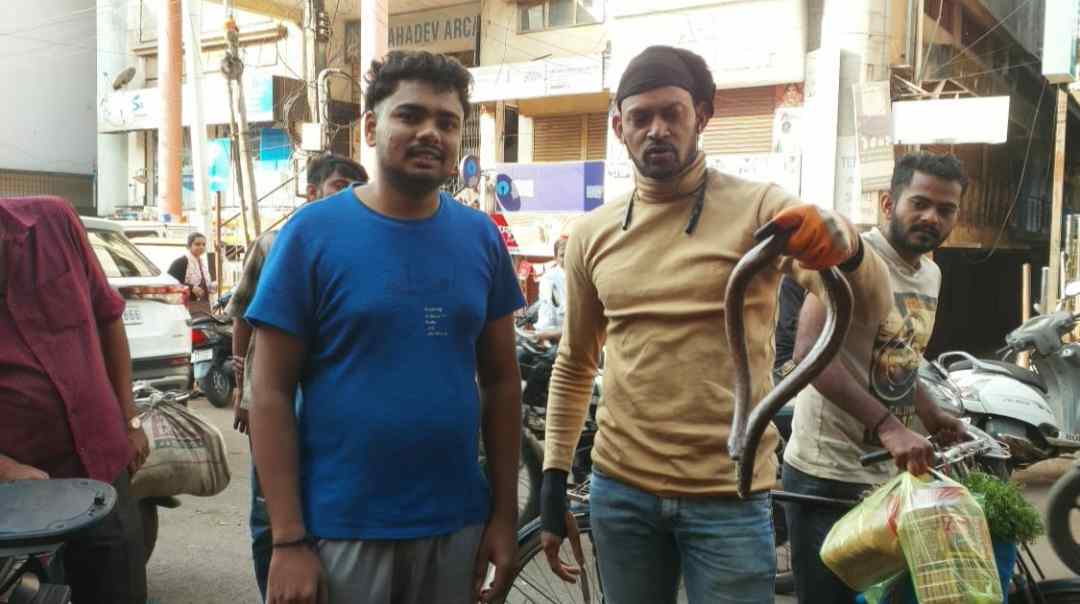 गोव्याहून आलेल्या ट्रकमधून बेळगावात सापडला दुर्मिळ साप