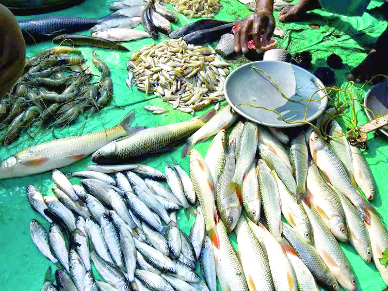 ईशान्य भारतातील मत्स्यशेतीचे यश  आणि गोवा