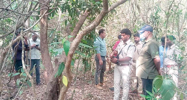 आगलोट येथील व्याघ्र मृत्यू प्रकरण