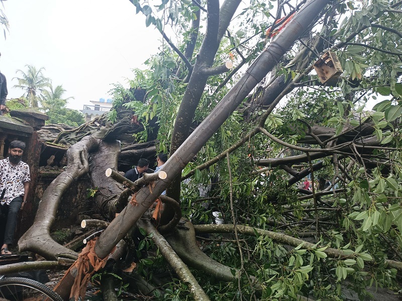 राज्यात २४ तासांत पडझडीच्या ४६ घटना; ९ लाखांच्या मालमत्तेचे नुकसान