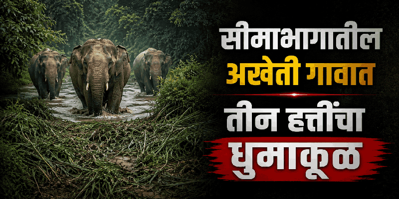 गोवा सीमेवरील अखेती परिसरात तीन हत्तींचा धुमाकूळ