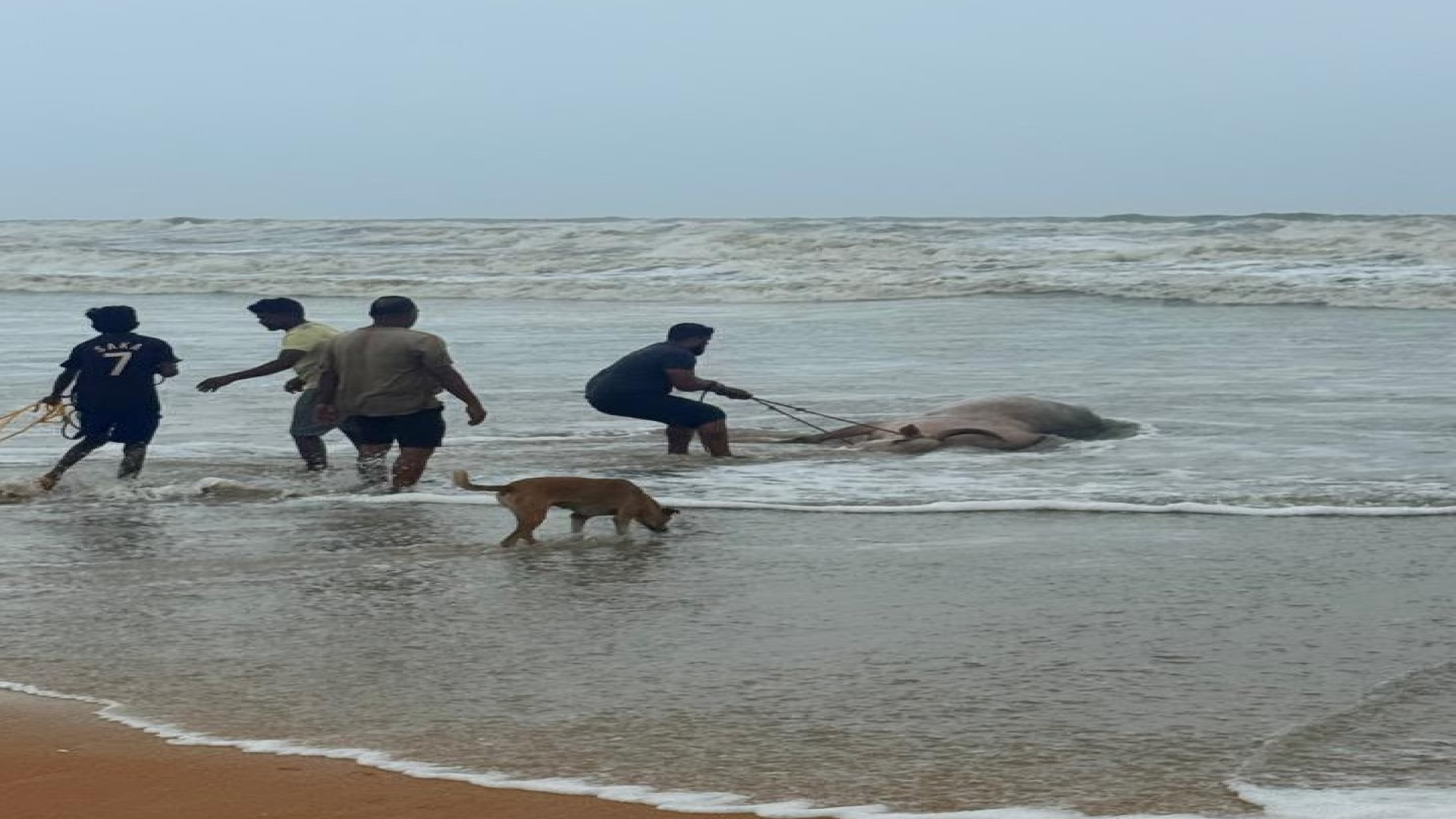 धिरयोत हरल्यानंतर पळताना समुद्रात पडून बैलाचा बुडून मृत्यू