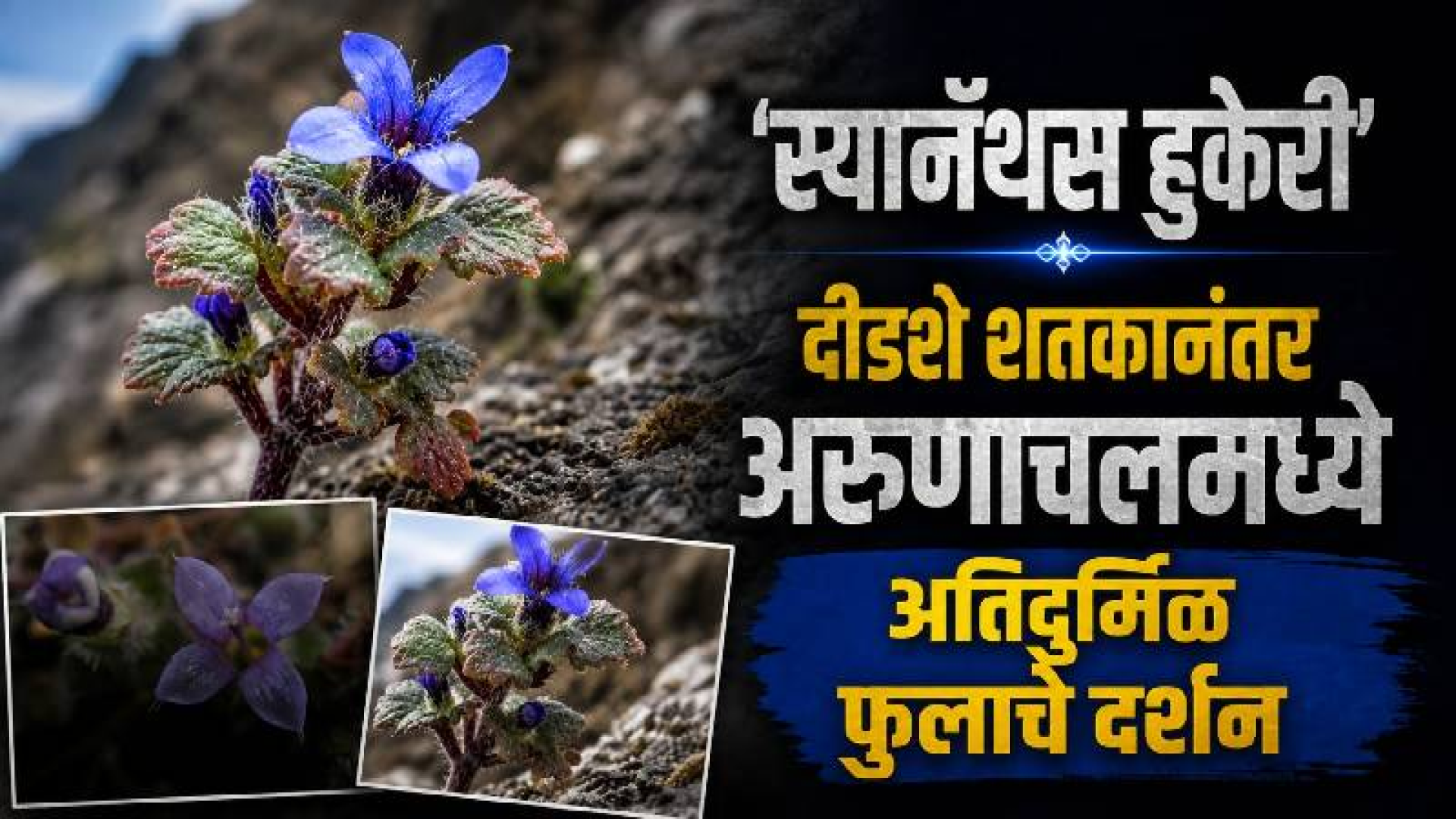 अरुणाचलच्या दऱ्याखोऱ्यांत १५८ वर्षांनंतर सापडले अतिदुर्मिळ पर्वतीय फूल: 'स्यानॅन्थस हुकेरी'