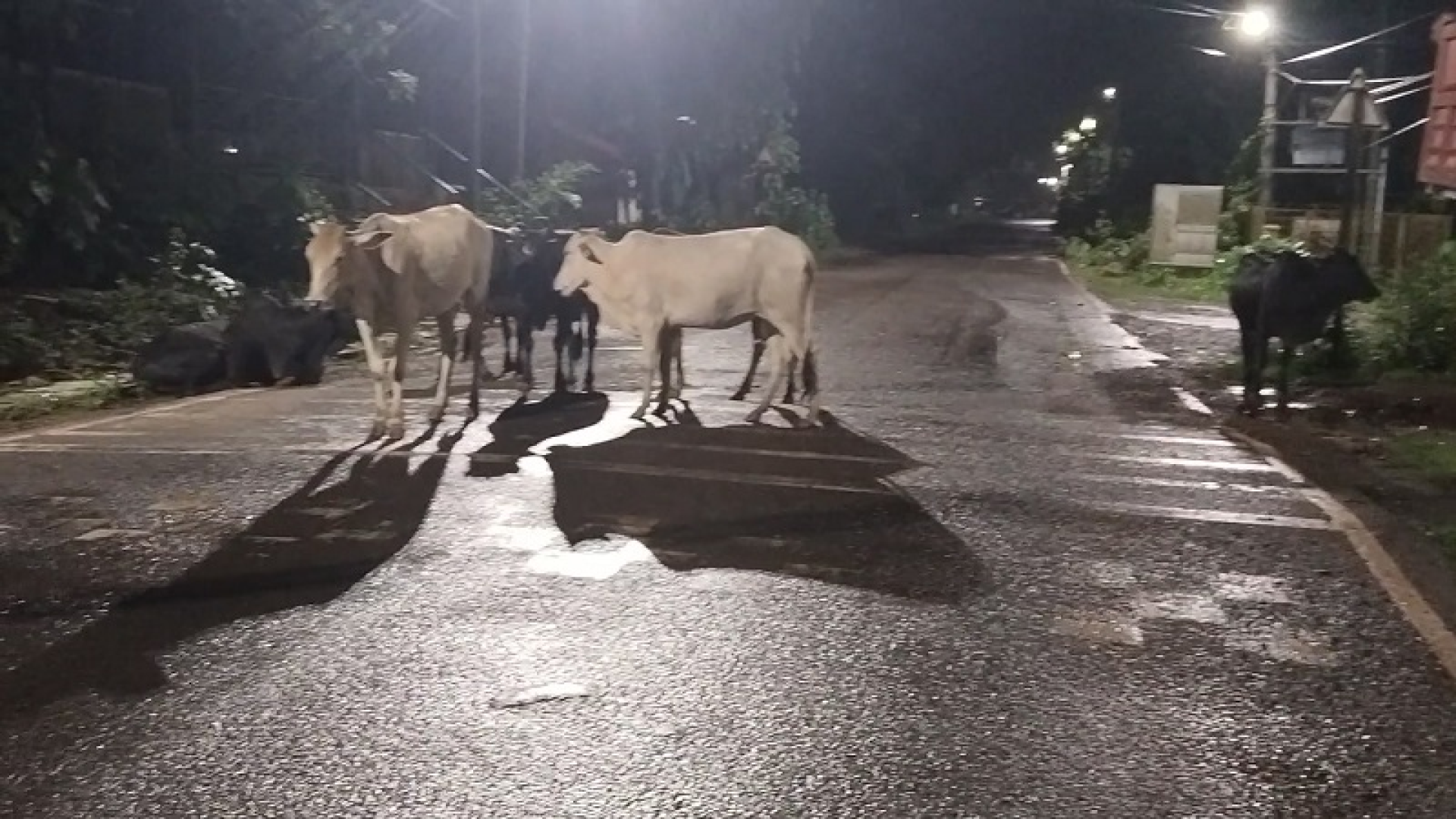 कुर्टी-खांडेपार, उसगावमधील पथदीप पेटत नसल्याने गुरांचा अपघातात बळी