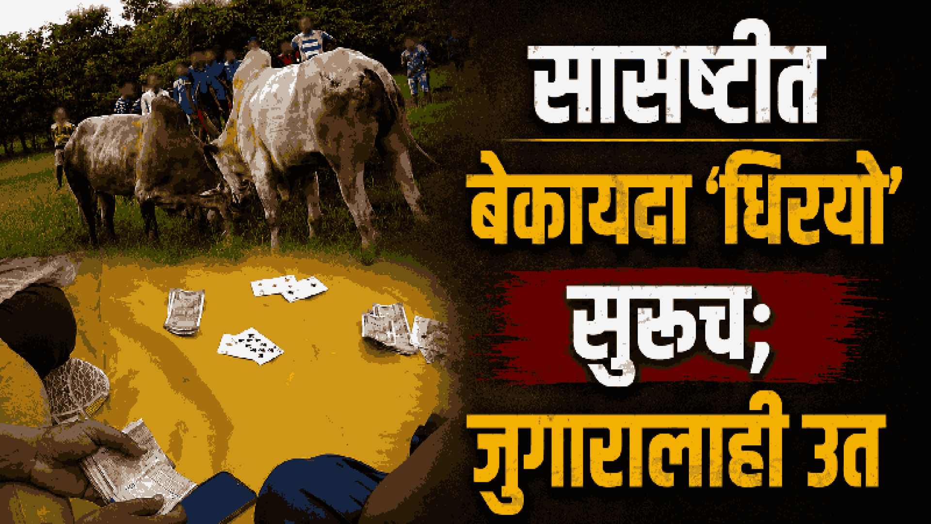 तळावली येथे बेकायदा 'धिरयो'चे आयोजन; पोलिसांचे दुर्लक्ष!
