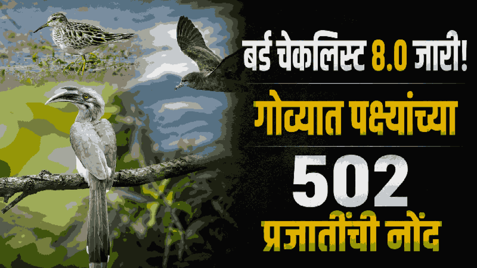 गोवा बनला पक्ष्यांचे नंदनवन; ५०२ प्रजातींची ऐतिहासिक नोंद