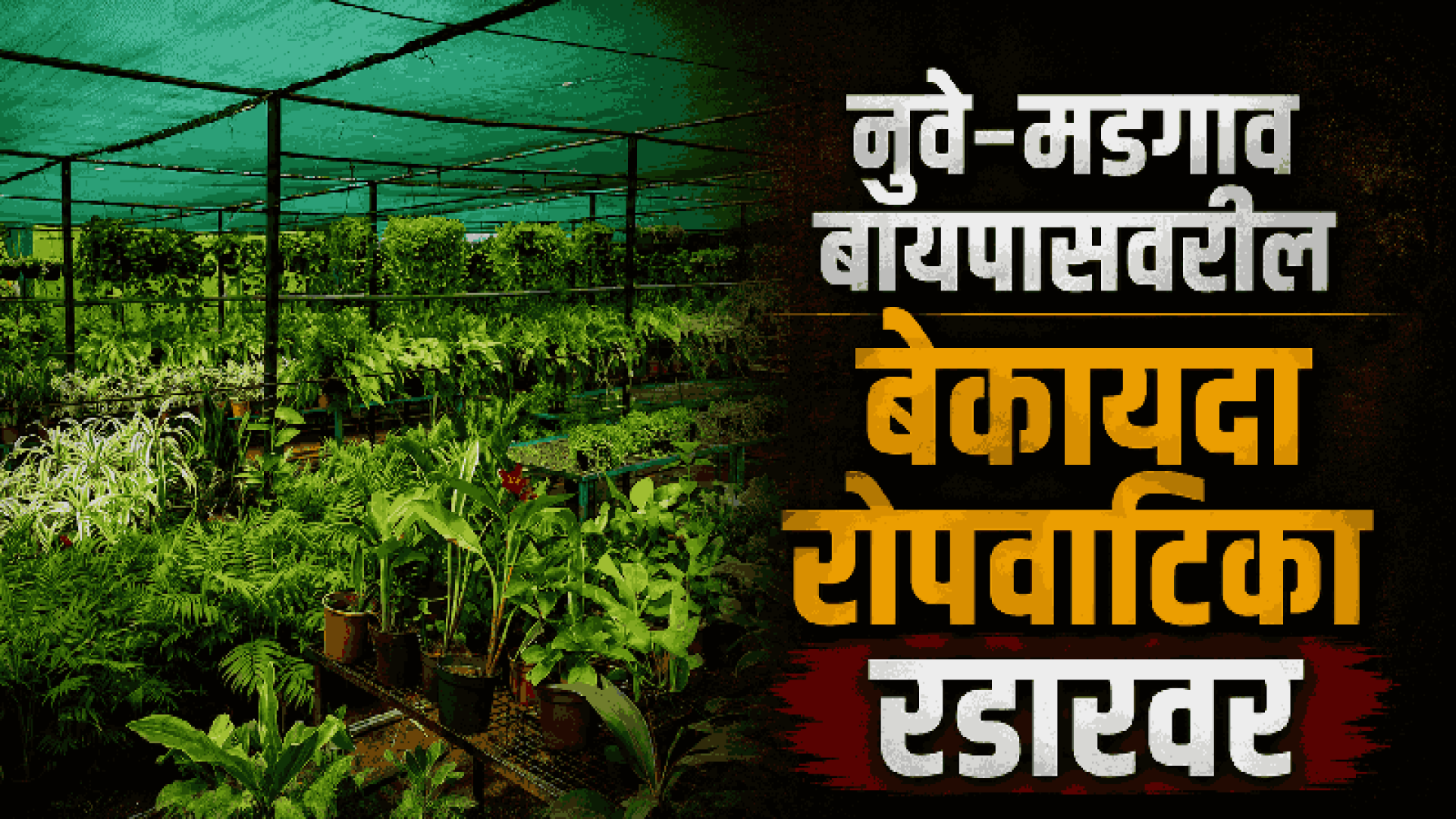 बेकायदा नर्सरींवर कारवाईचे कृषी संचालकांचे आदेश