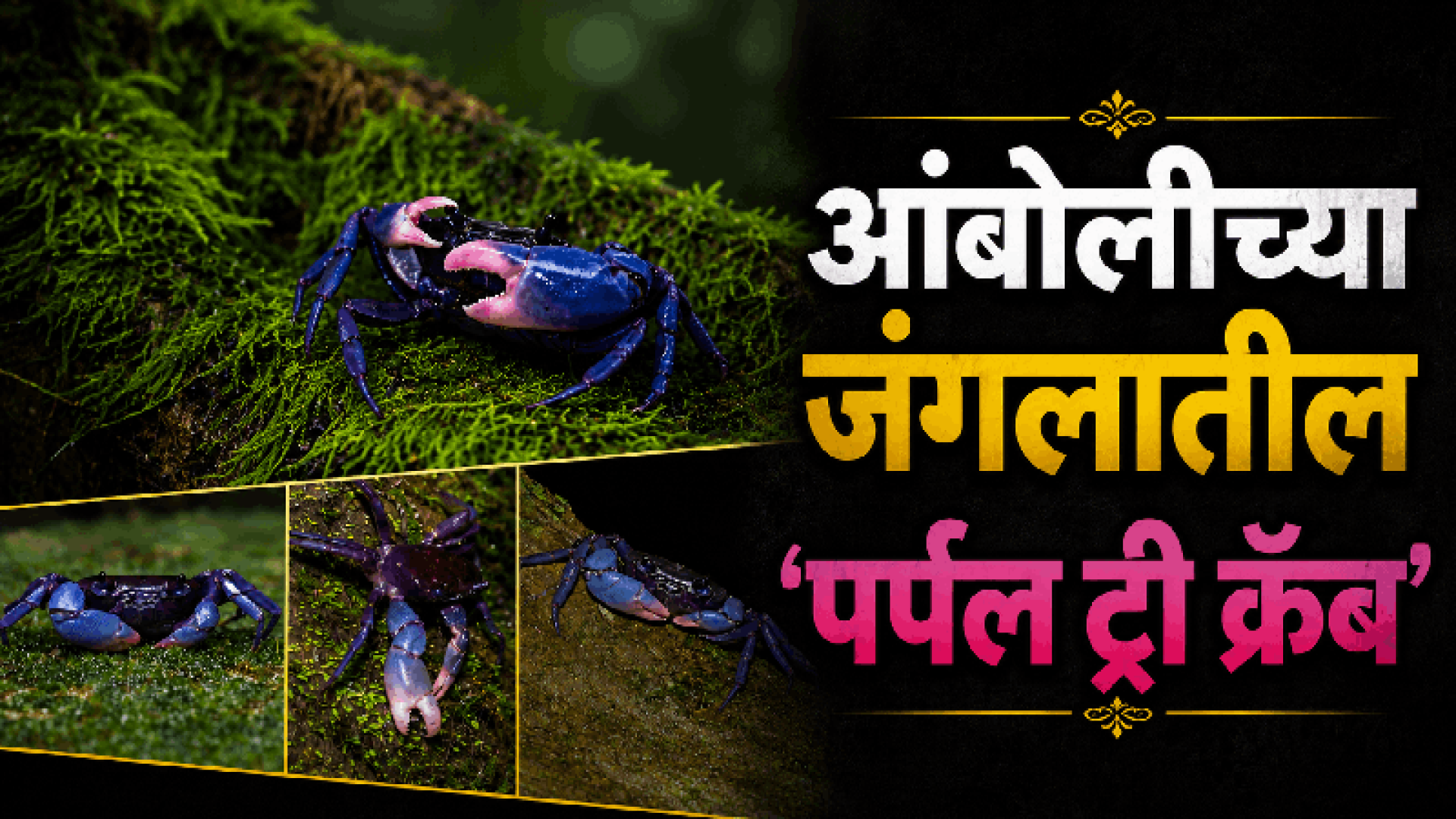 आंबोलीच्या जंगलात आढळतो दुर्मिळ जांभळ्या रंगाचा खेकडा: घाटीआना अ‍ॅट्रोपुर्प्युरिया
