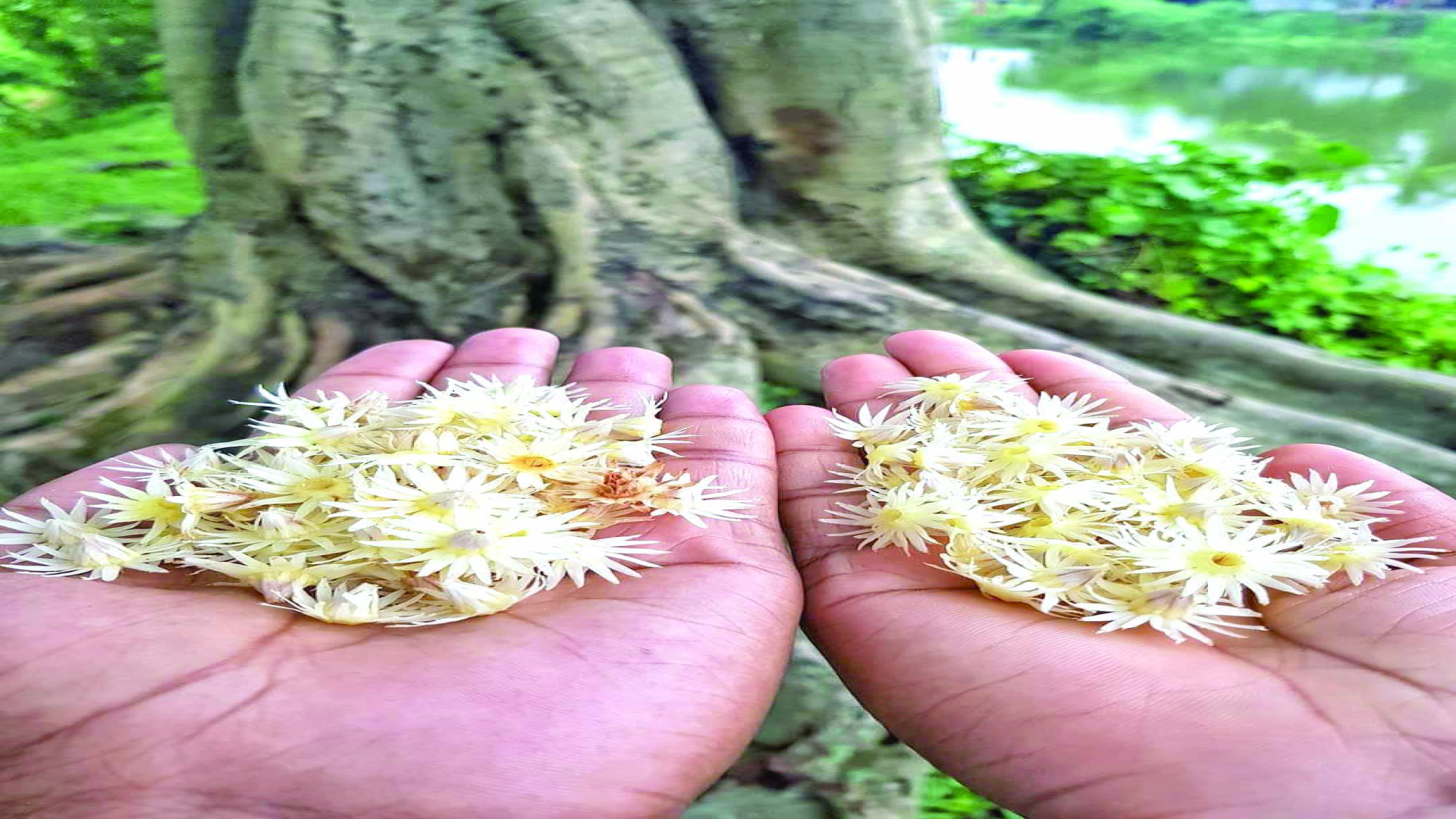 फूल