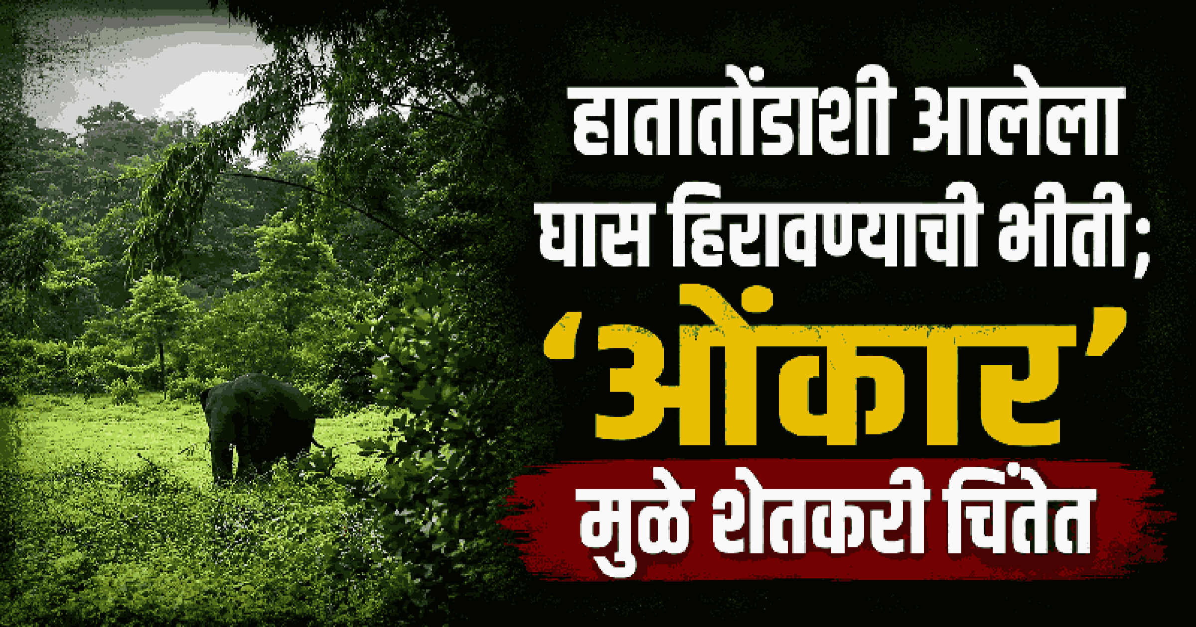 ओंकार' हत्तीचे कडशी-मोपा परिसरात पुनरागमन; हातातोंडाशी आलेल्या पिकांवर संकट, शेतकरी धास्तावले