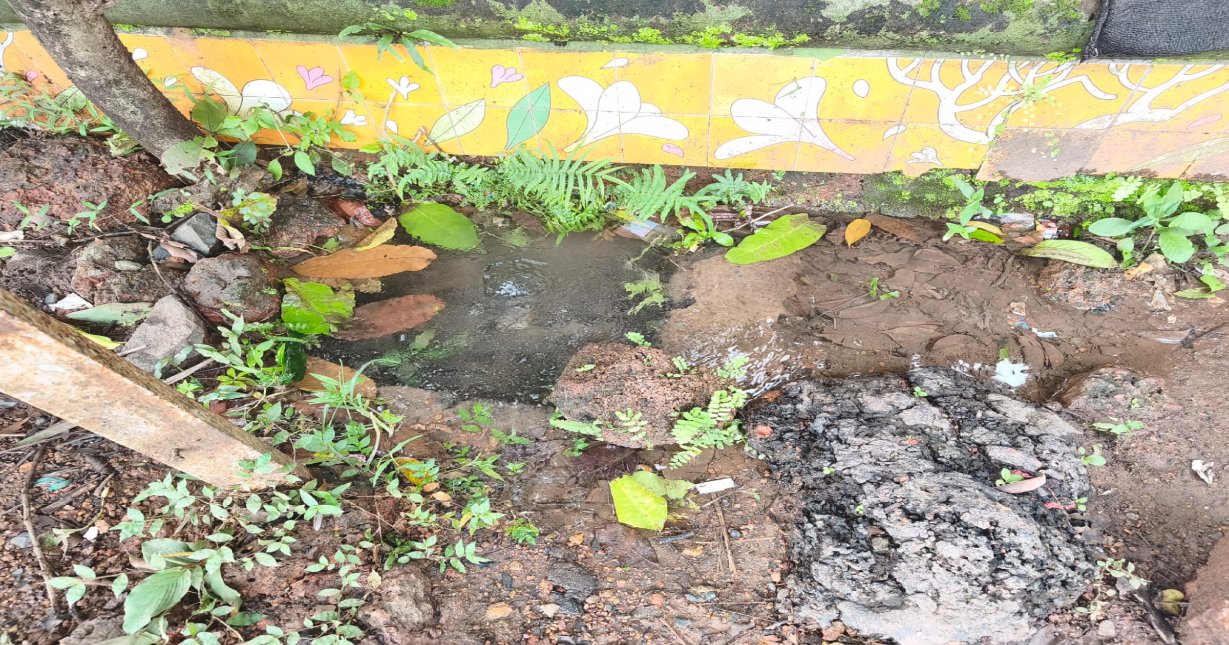 नागरिक वार्ता : वाळपई न्यायालयाजवळ जलवाहिनी फुटली; मोठ्या प्रमाणात पाण्याची नासाडी