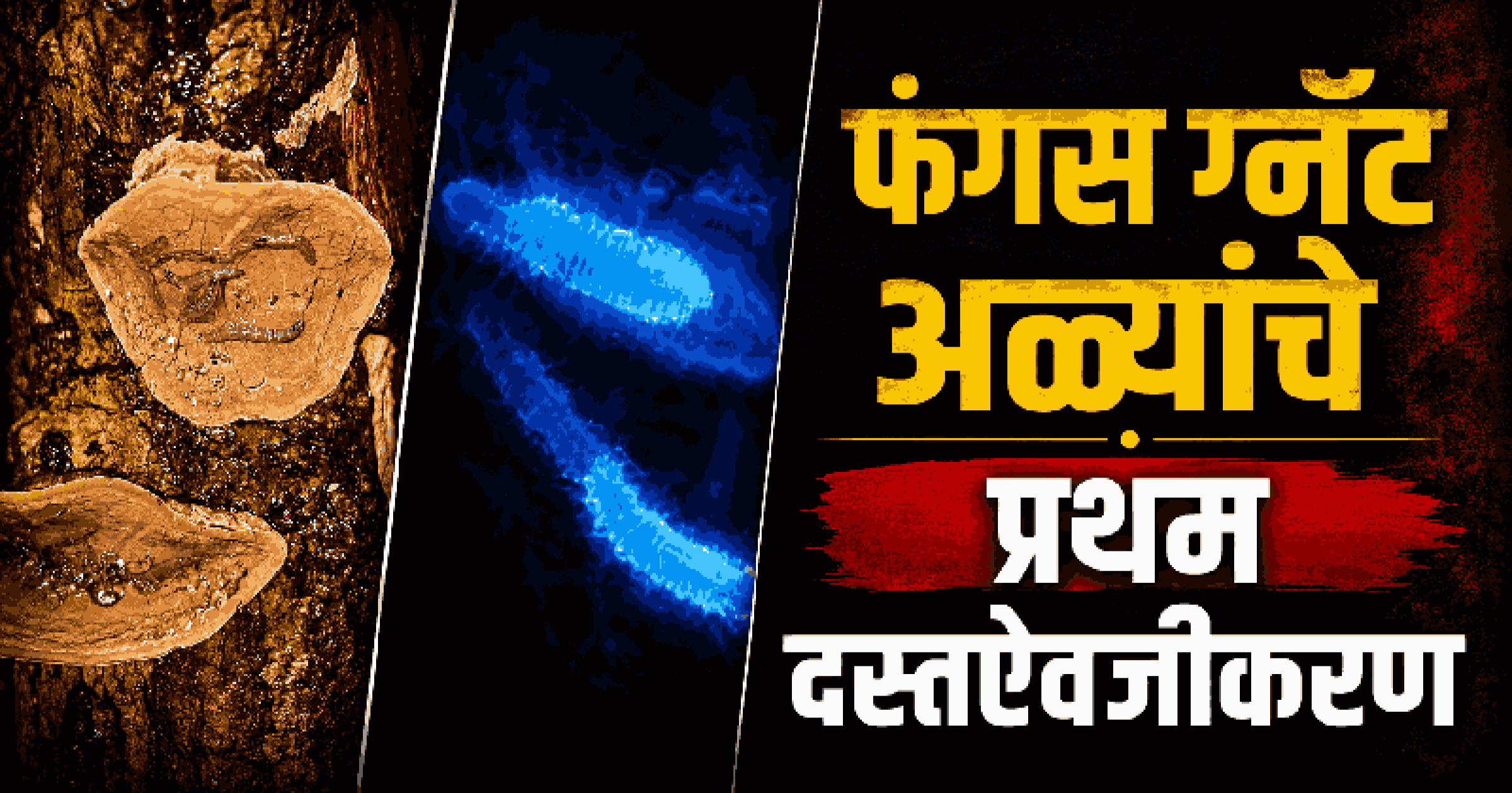 फंगस ग्नॅट अळ्यांचे प्रथम दस्तऐवजीकरण