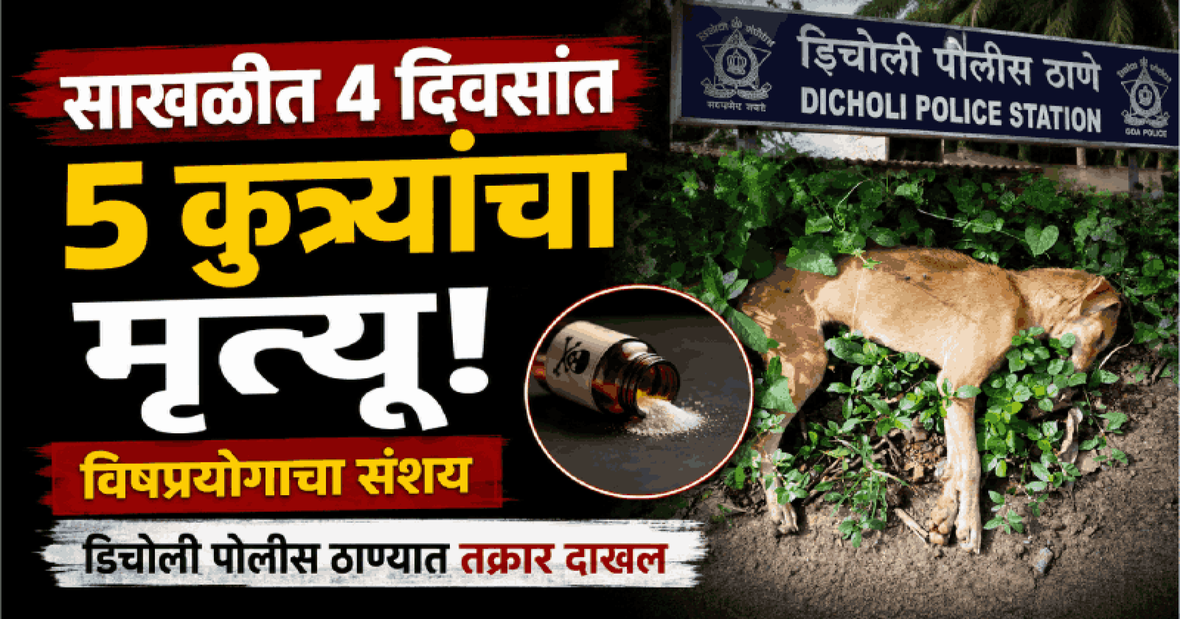 साखळीत ४ दिवसांत ५ कुत्र्यांचा मृत्यू; विषप्रयोगाचा संशय