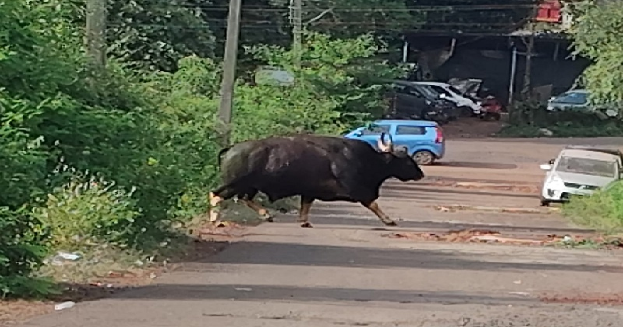 हरवळे-साखळी येथे भरवस्तीत गव्याचा वावर