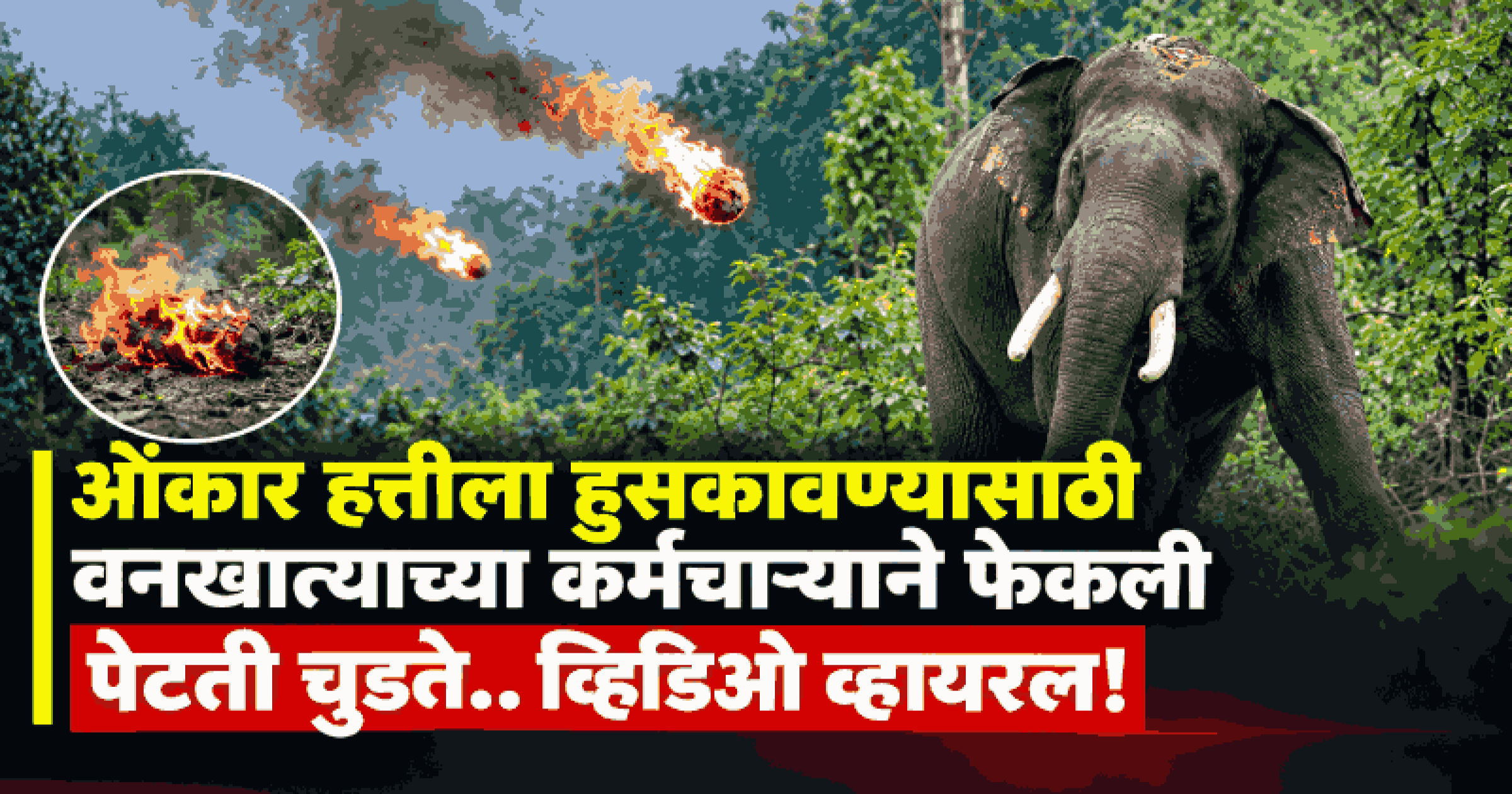 कोकणात भातशेतीत घुसलेल्या 'ओंकार' हत्तीवर वनकर्मचाऱ्यांनीच फेकली पेटती चुडते; व्हिडिओ व्हायरल
