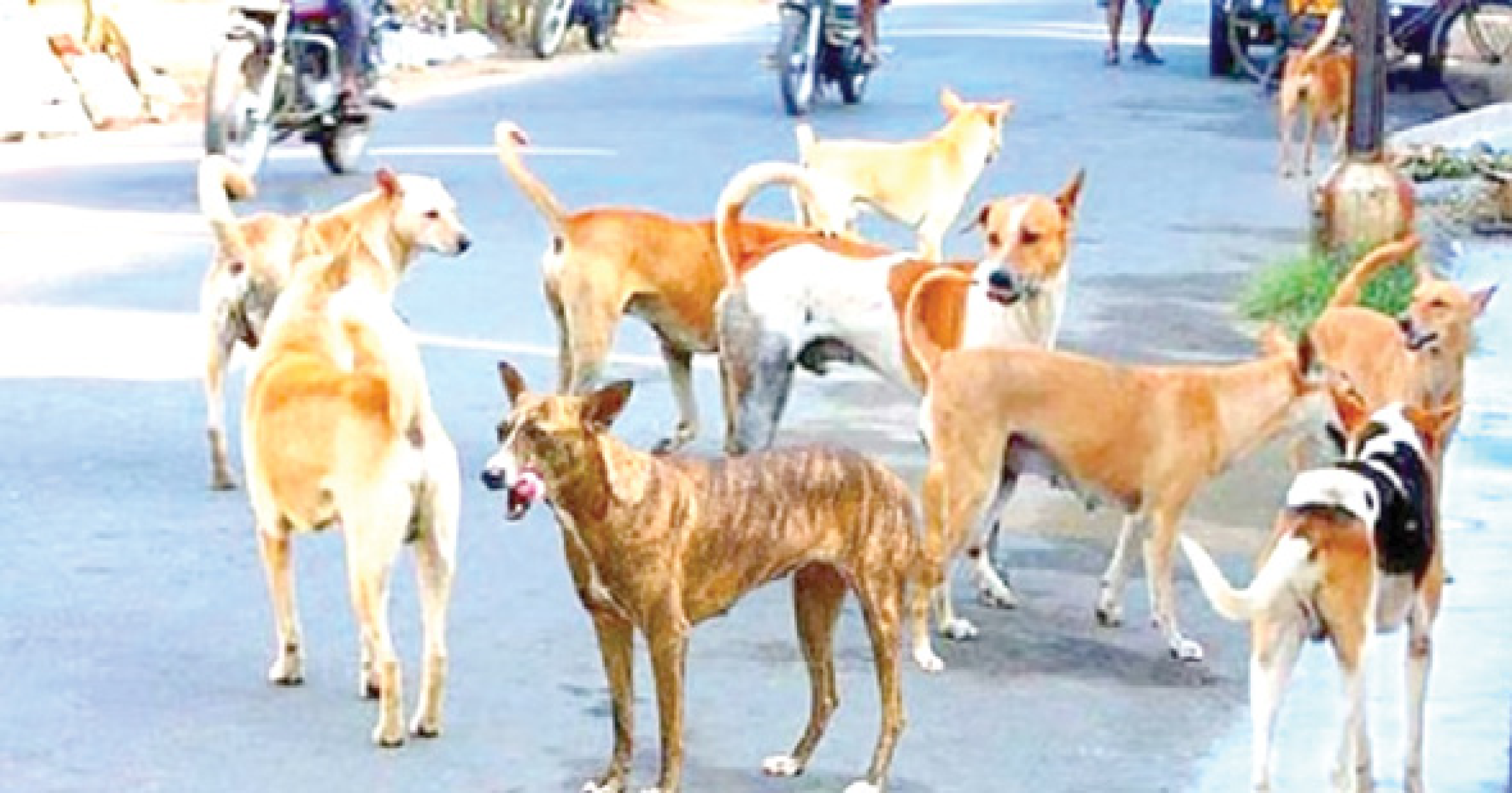 भटक्या कुत्र्यांच्या संख्येवर नियंत्रण हवे