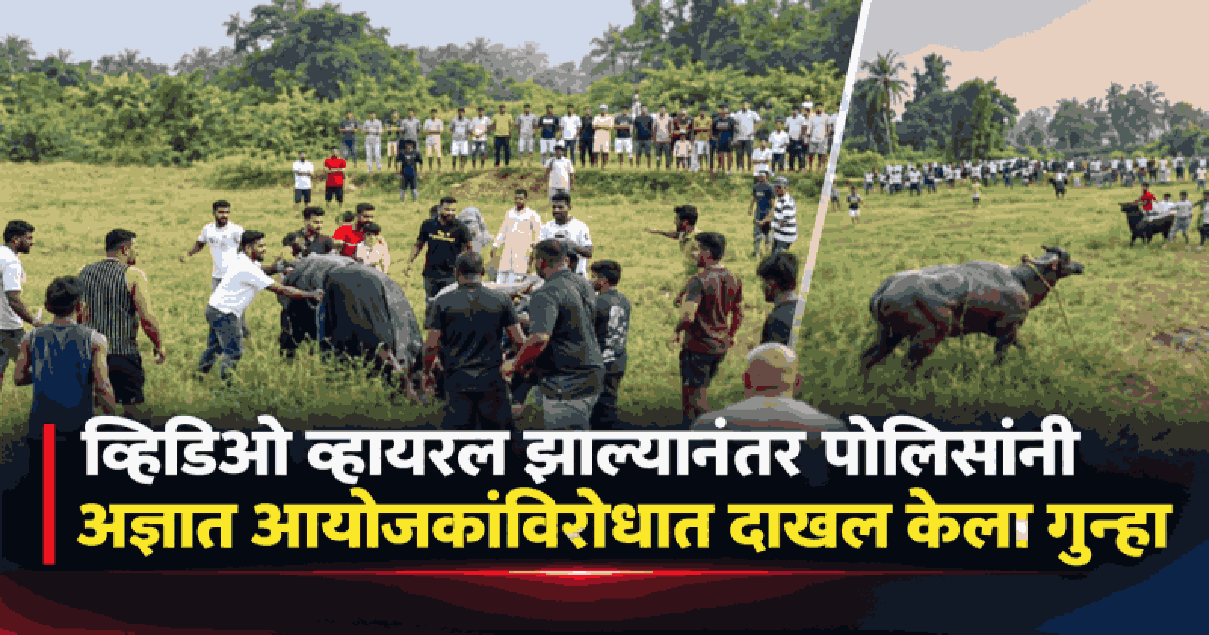 मायणा-कुडतरीत न्यायालयाच्या आदेशाला हरताळ फासून धिरयोचे आयोजन