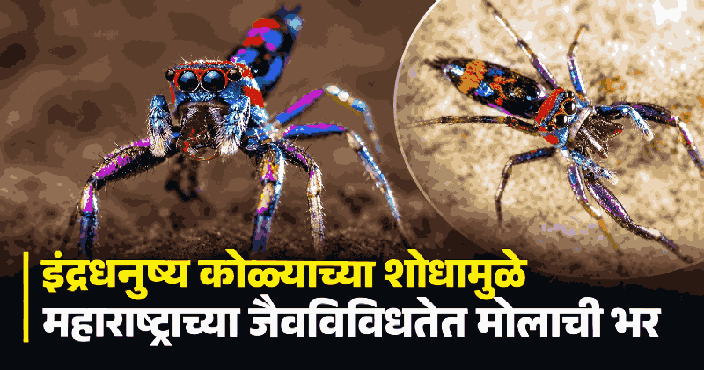 सोलापूरच्या माढ्यात सापडला 'क्रिसिला व्होल्युप' प्रजातीचा दुर्मिळ कोळी