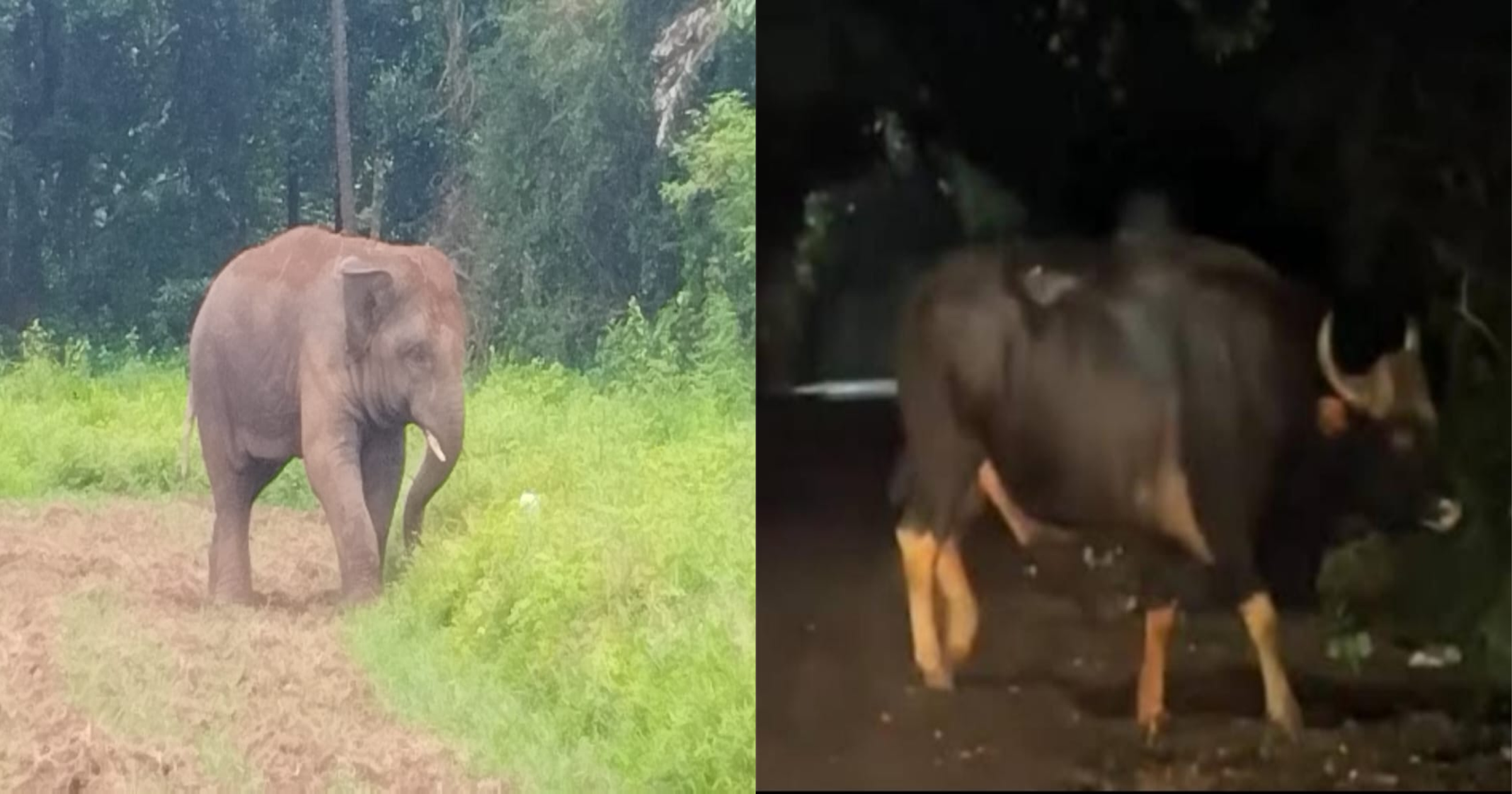 वन्यप्राण्यांना रोखणे आवश्यक