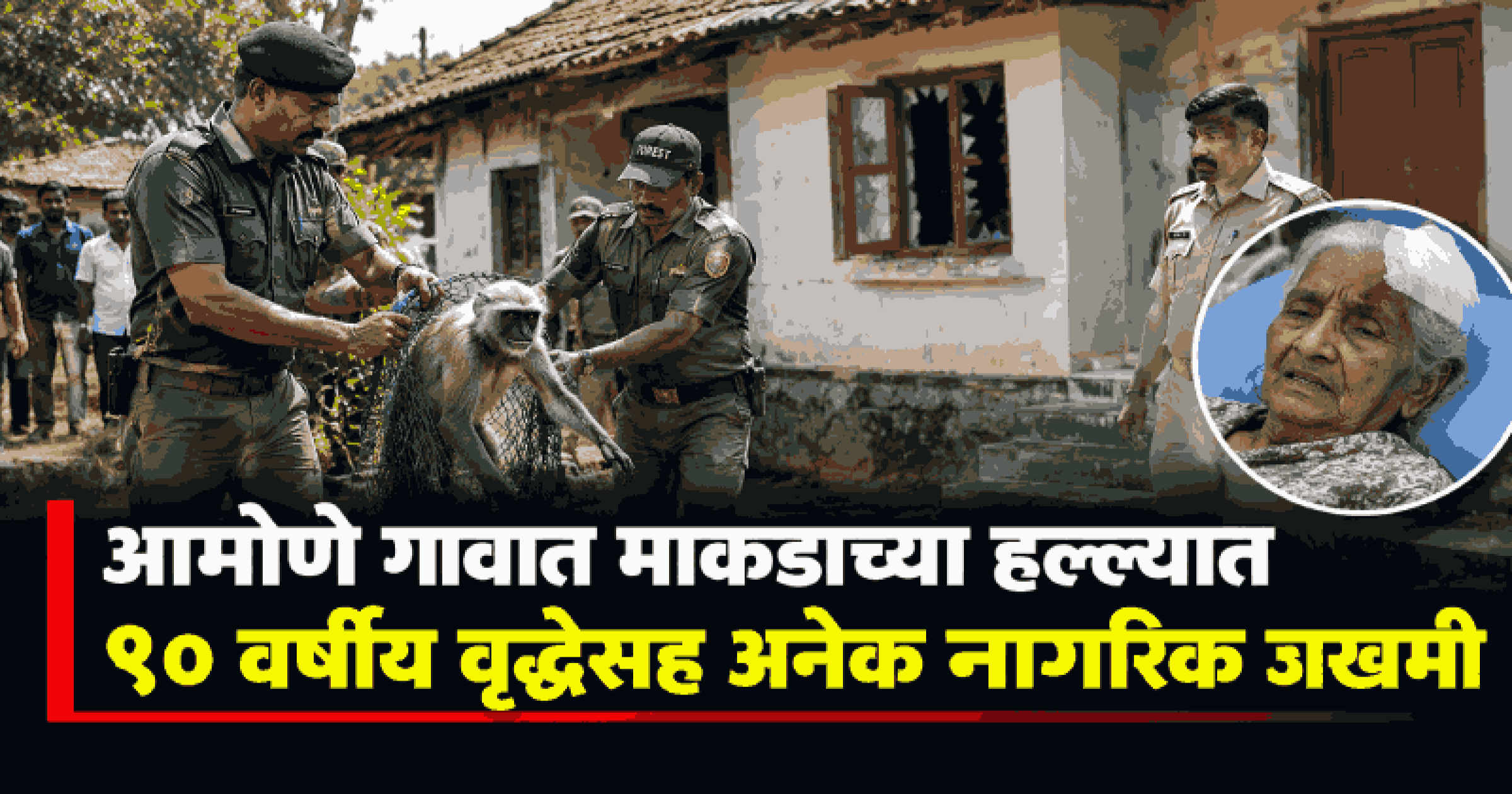डिचोलीतील आमोणे गावात महिनाभर दहशत माजवणारा माकड अखेर जेरबंद