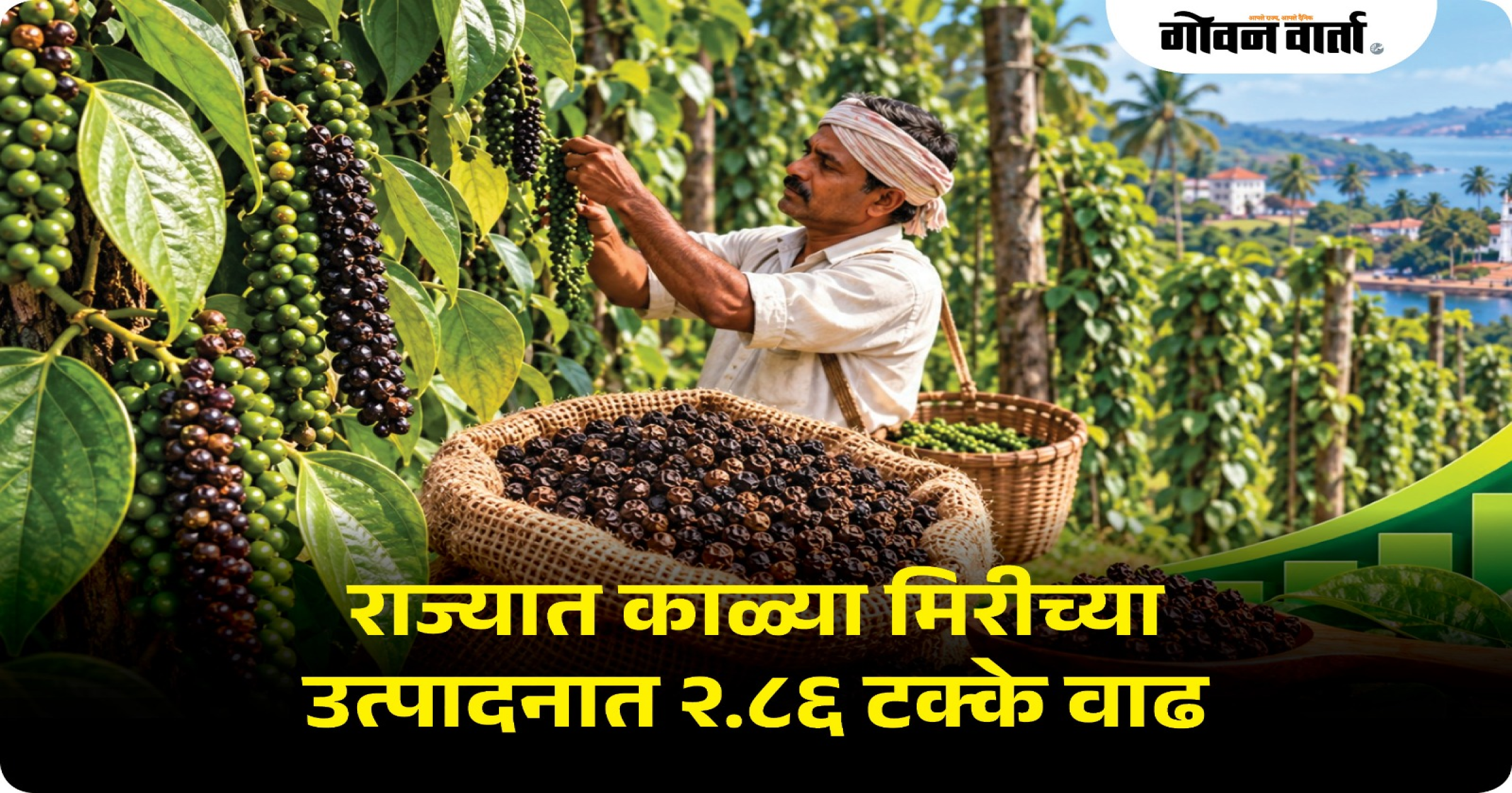 राज्यात काळ्या मिरीच्या उत्पादनात २.८६ टक्के वाढ