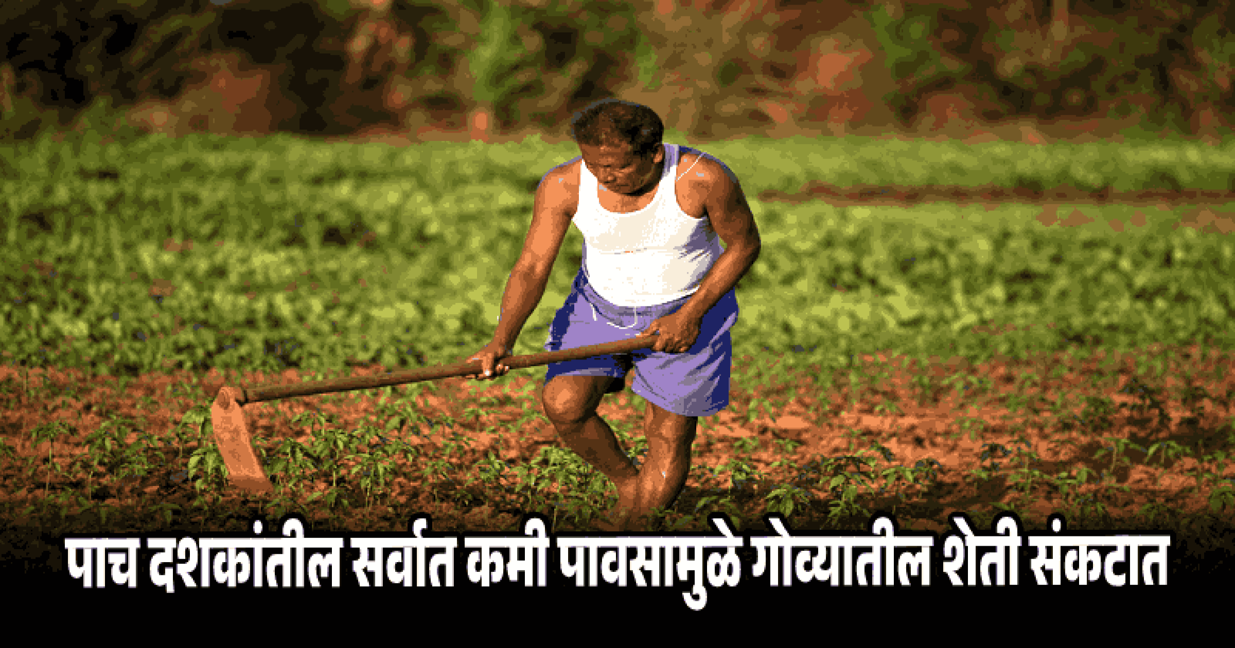 पुरेशा पाण्याअभावी शेतकर्‍यांनी भाताऐवजी भाजीपाला, डाळींचे पीक घ्यावे; कृषी खात्याचा सल्ला