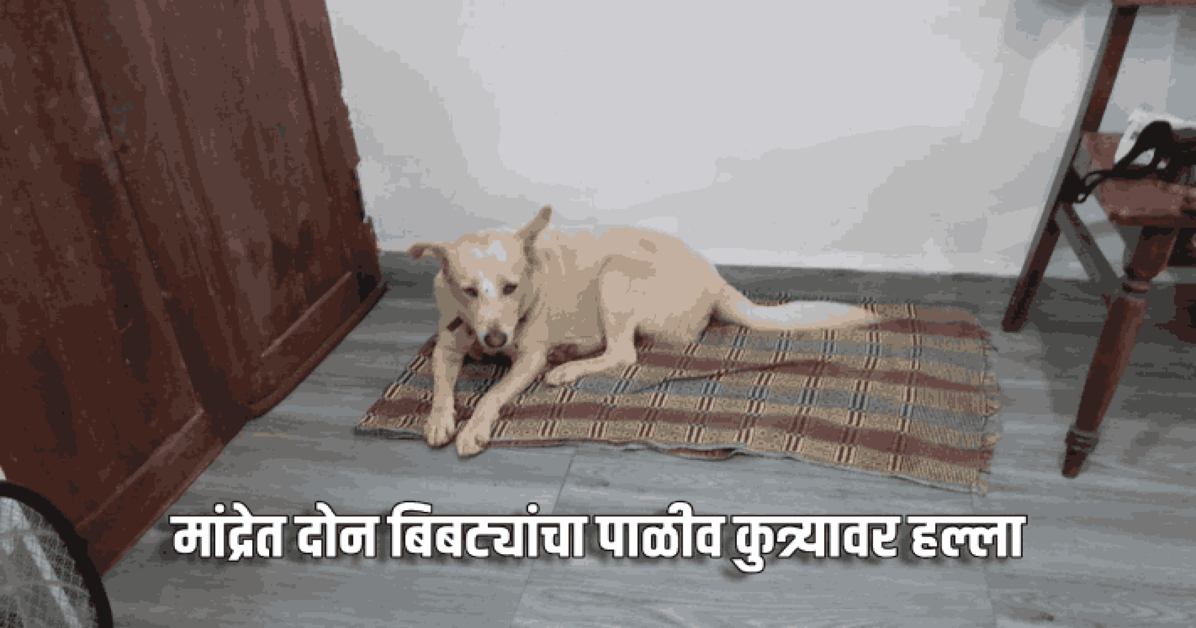 मांद्रेत दोन बिबट्यांचा पाळीव कुत्र्यावर हल्ला