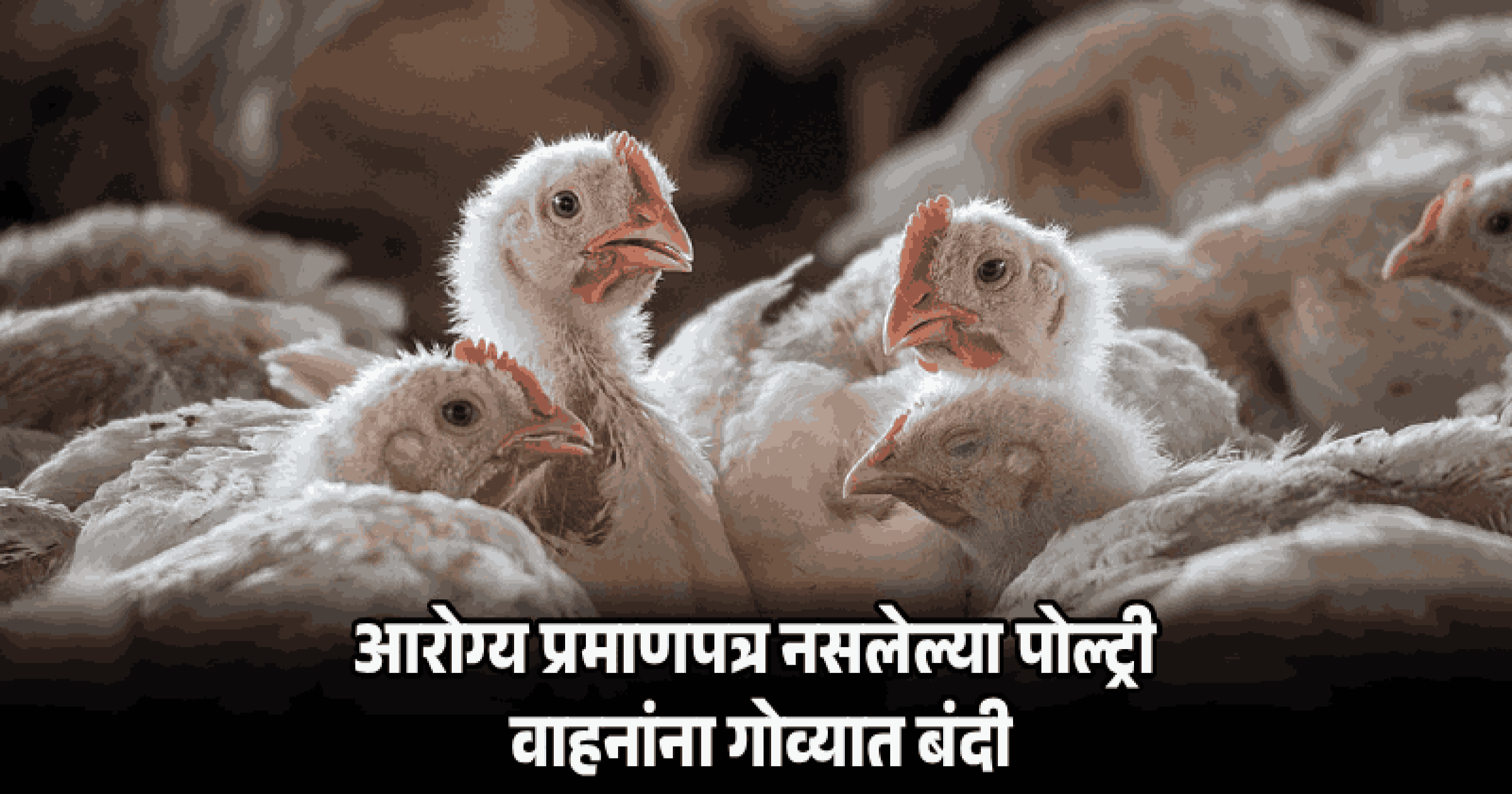 गोव्यात आणल्या जाणाऱ्या कोंबड्यांना फिटनेस प्रमाणपत्र सक्तीचे!