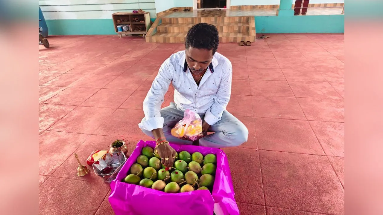 First six-dozen box of Devgad Hapus mangoes from farmer Virendra Kambli’s orchard in Wadatar, sent to Vashi Market.