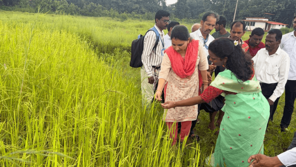 कमी पावसामुळे शेतीचे नुकसान झालेल्या भागात जिल्हाधिकारी तृप्ती धोडमिसे यांची पाहणी 