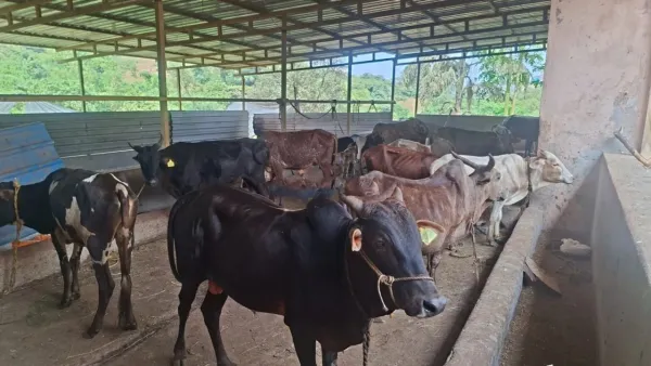 देवगड-जामसंडे नगरपंचायतीकडून १५ गुरे खेड येथील गोशाळेत दाखल