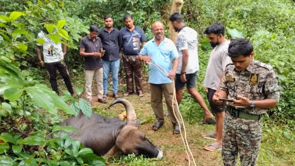 कोंडुरे येथे १२ वर्षांच्या गव्याचा मृत्यू