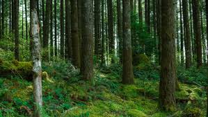 Private forest land may be used to  raise compensatory afforestation