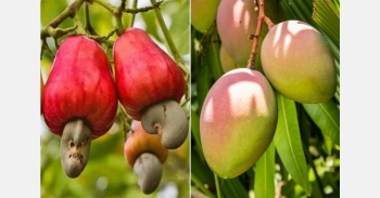 State's horticulture season: cashew   crop struggles while mangoes shine